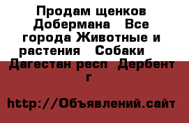 Продам щенков Добермана - Все города Животные и растения » Собаки   . Дагестан респ.,Дербент г.